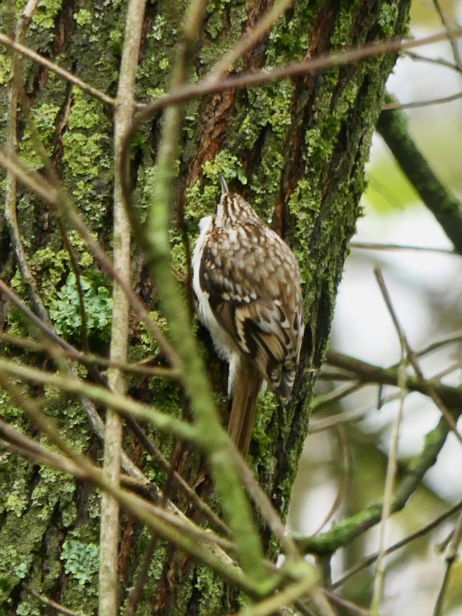 šoupálek dlouhoprstý - ML645262242