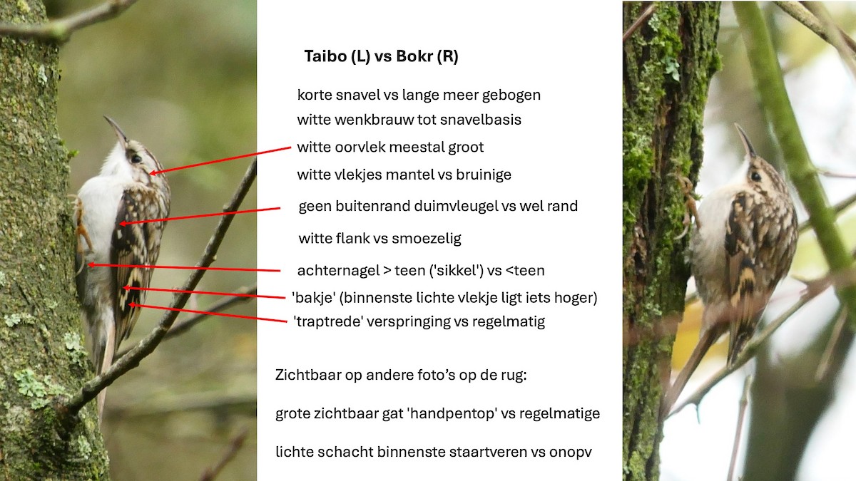 šoupálek dlouhoprstý - ML645262243