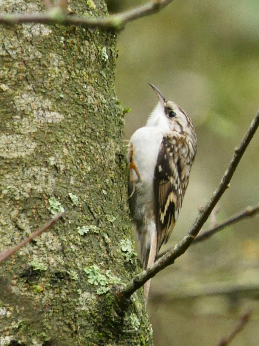 šoupálek dlouhoprstý - ML645262244