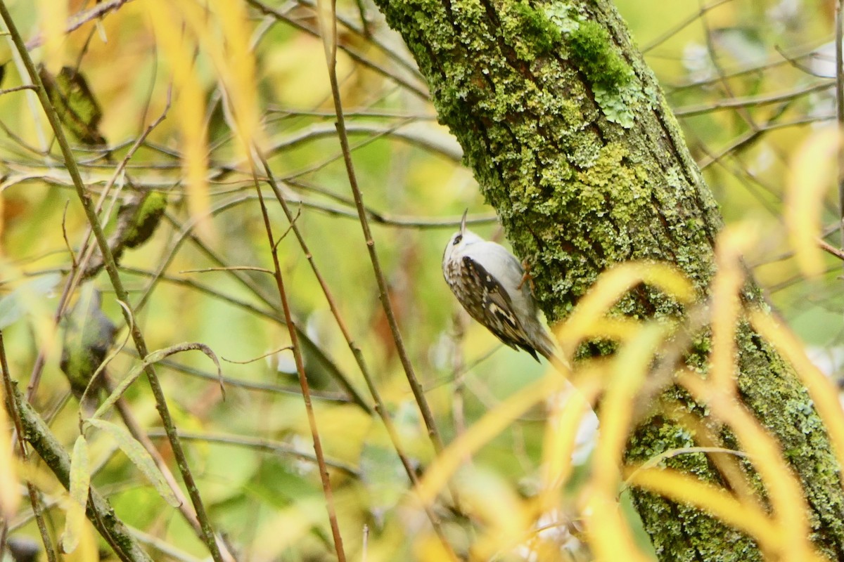 šoupálek dlouhoprstý - ML645262245