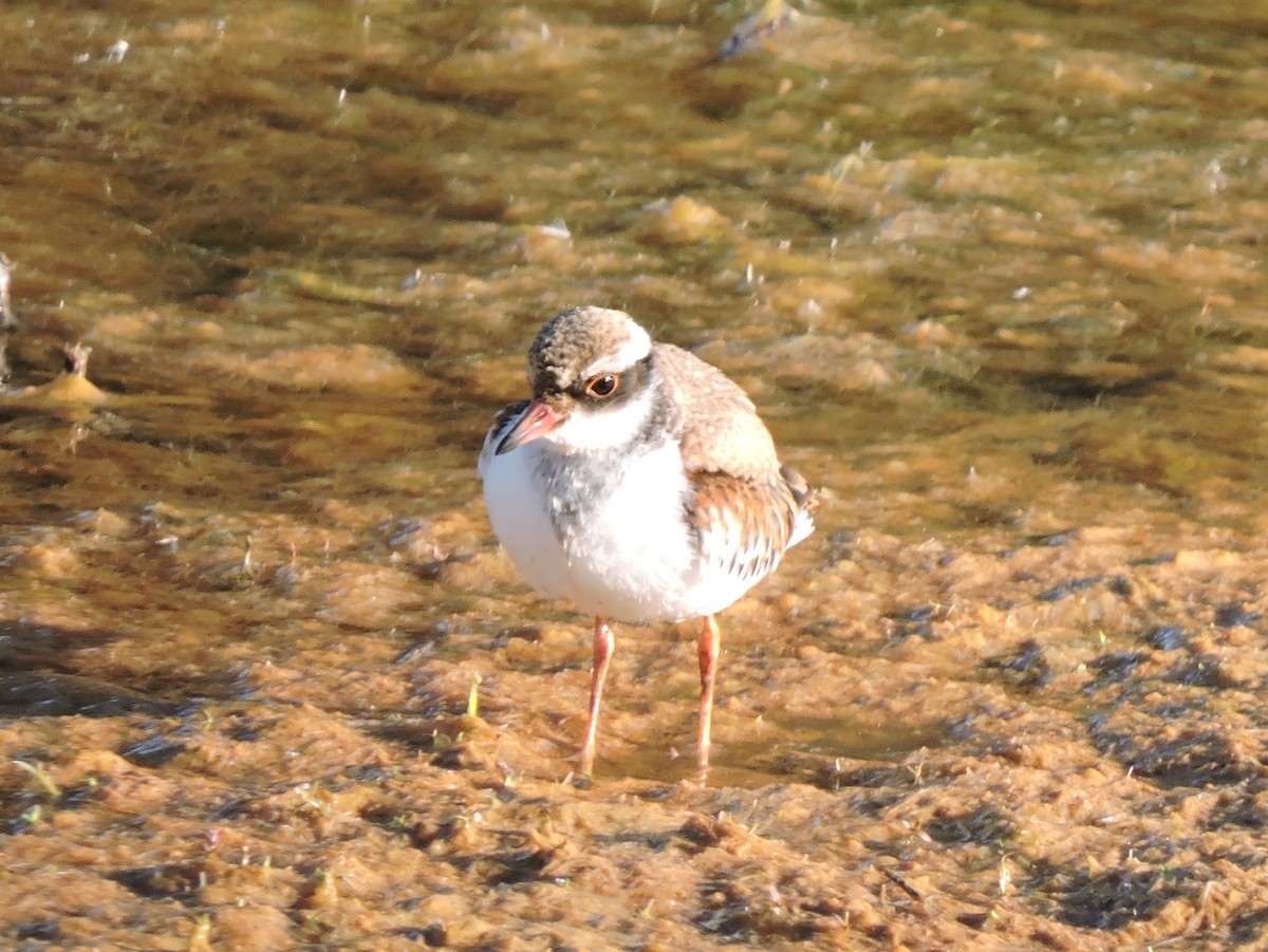 Black-fronted Dotterel - ML645262252