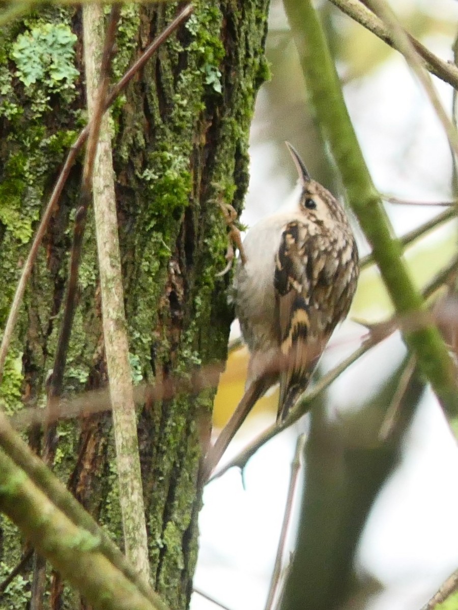 šoupálek krátkoprstý - ML645262257