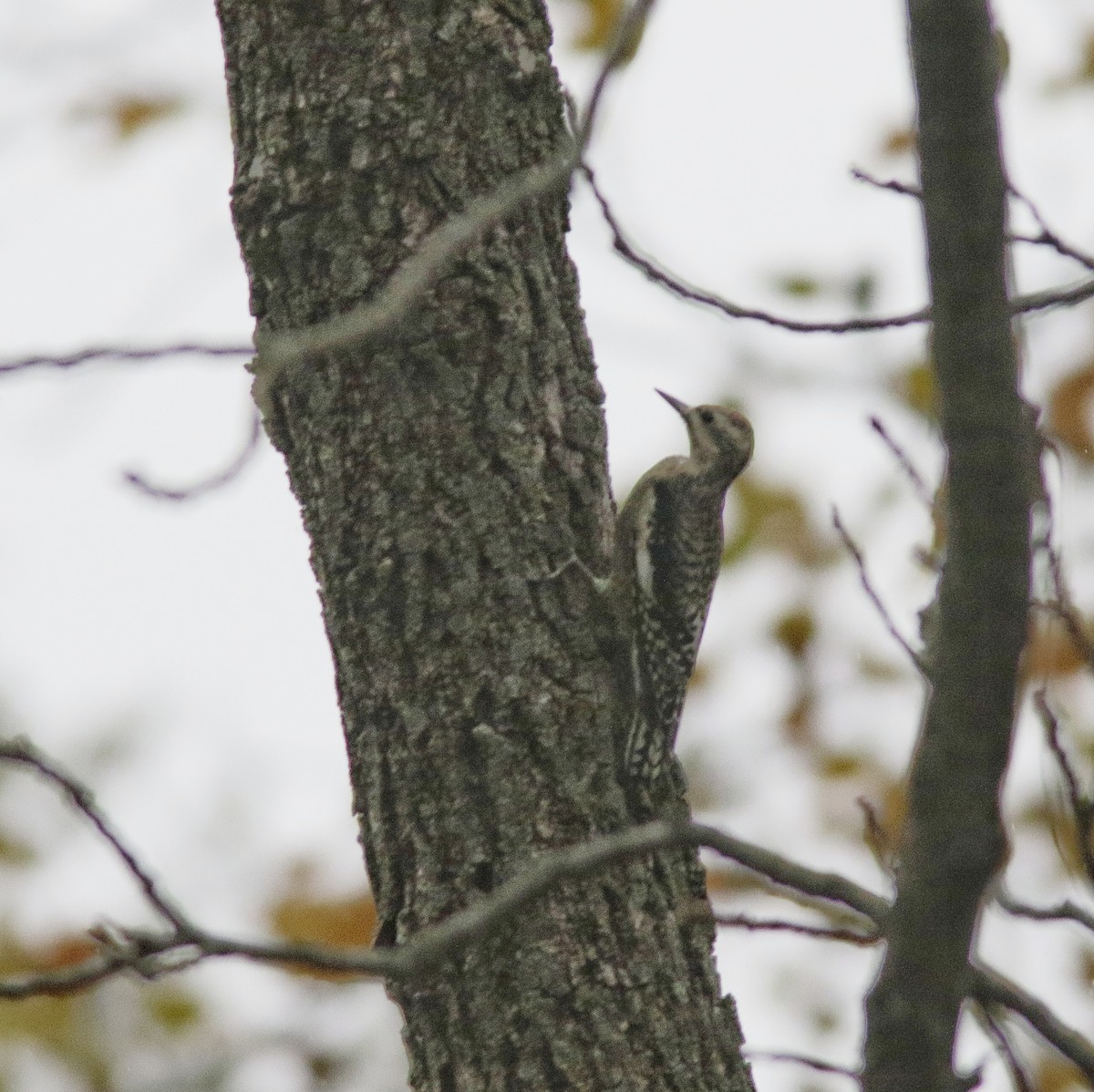 Yellow-bellied Sapsucker - ML645262268