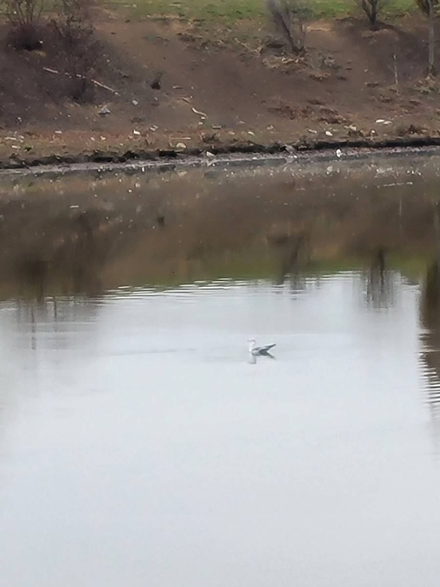 Bonaparte's Gull - ML645262276