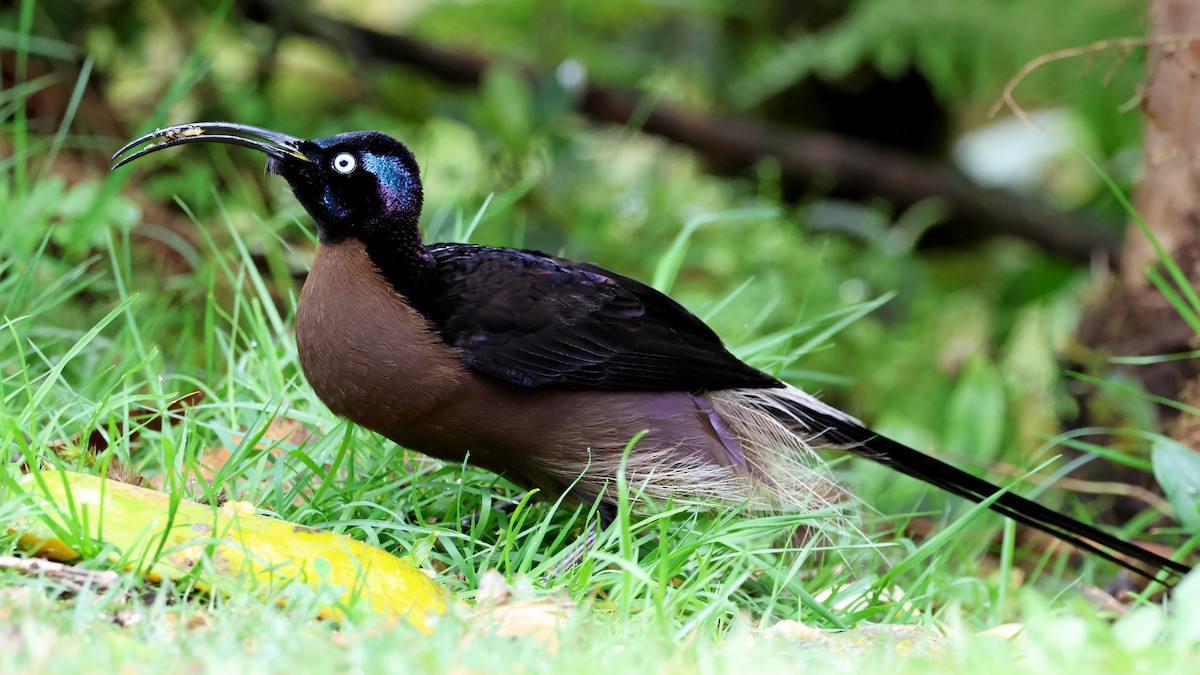 Brown Sicklebill - ML645262277