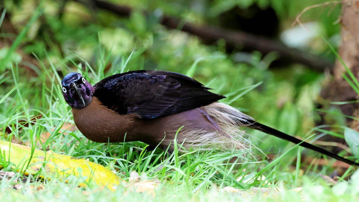 Brown Sicklebill - ML645262291