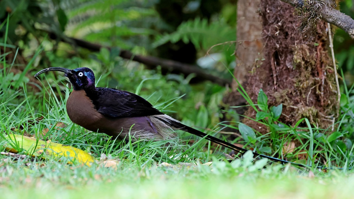 Brown Sicklebill - ML645262303
