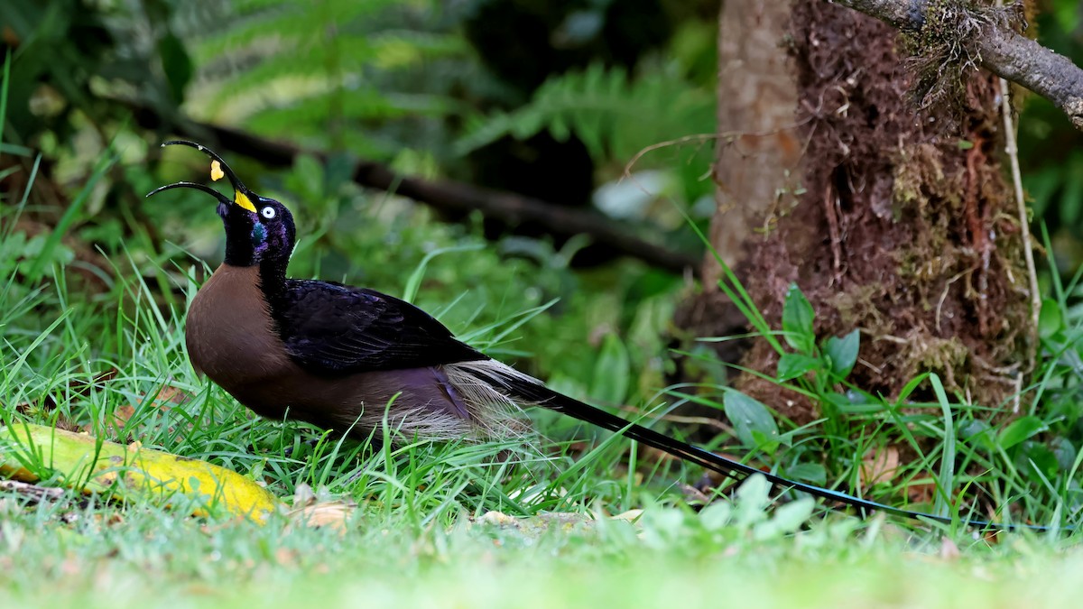 Brown Sicklebill - ML645262309