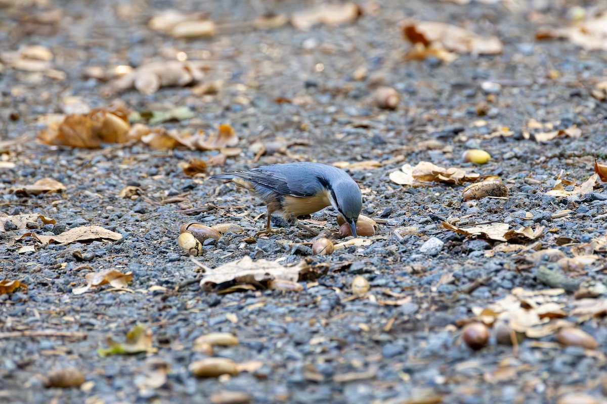 Garrapo eurasiarra - ML645262334