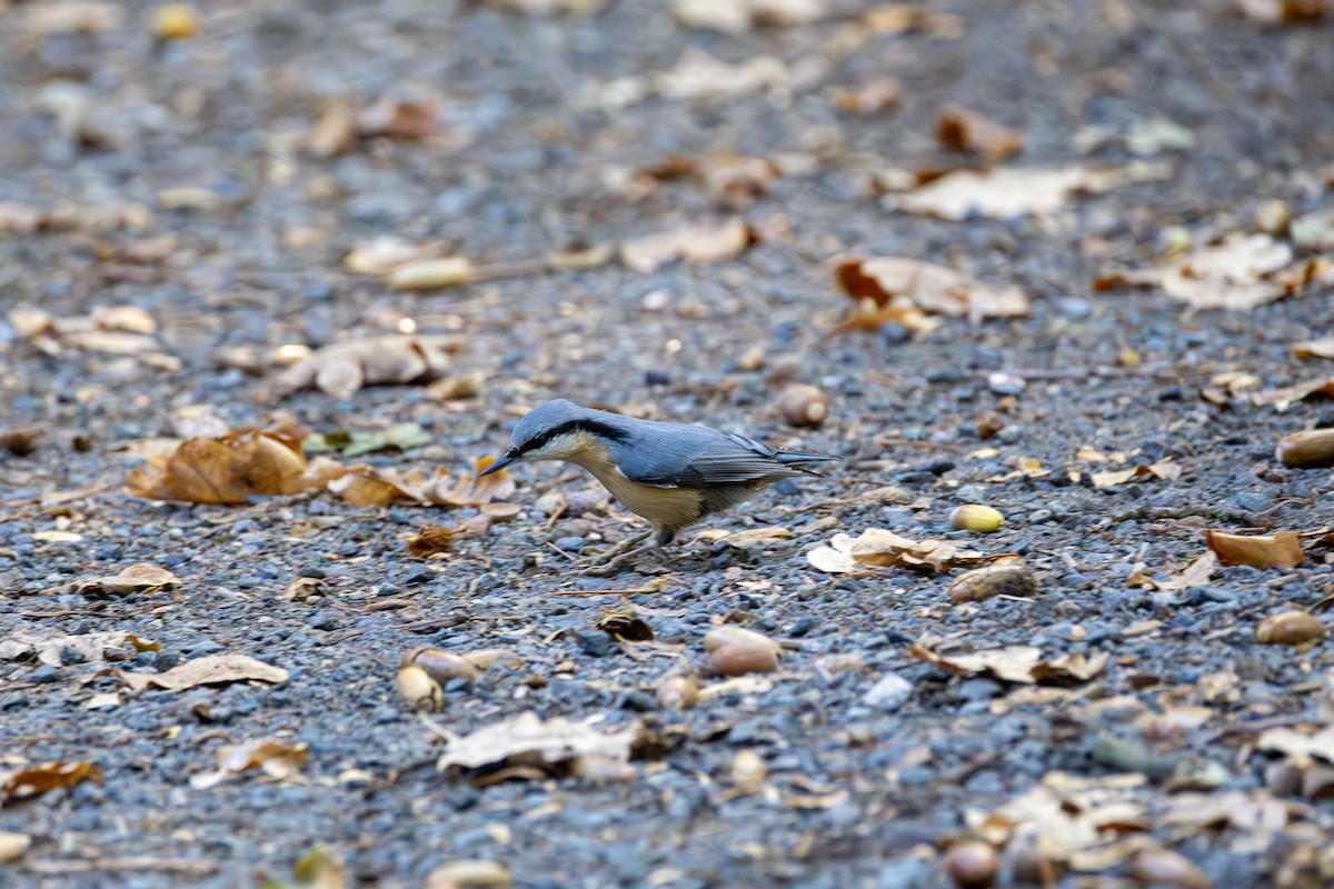 Garrapo eurasiarra - ML645262336