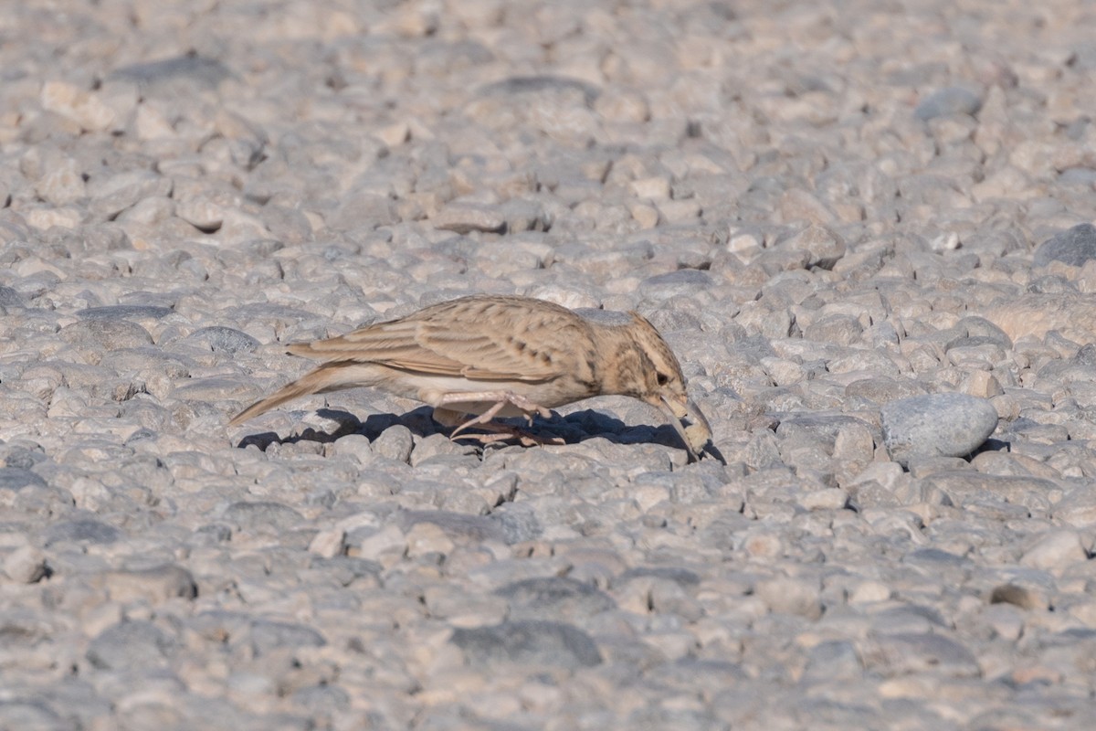 Haubenlerche (Maghreblerche) - ML645262343