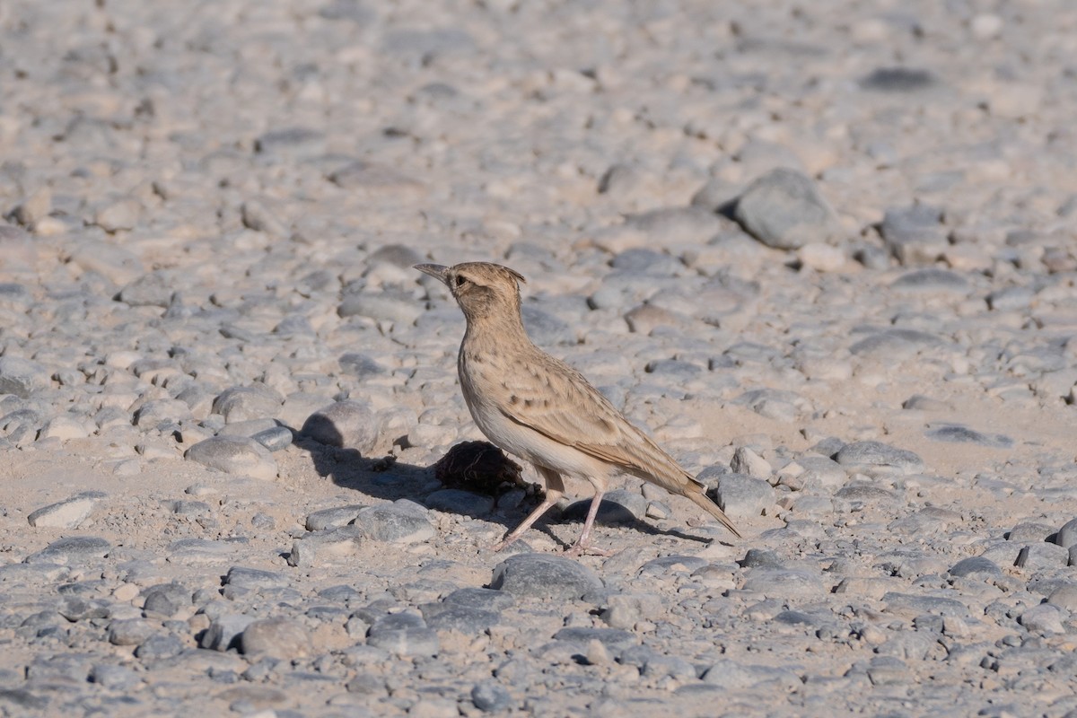 Haubenlerche (Maghreblerche) - ML645262344