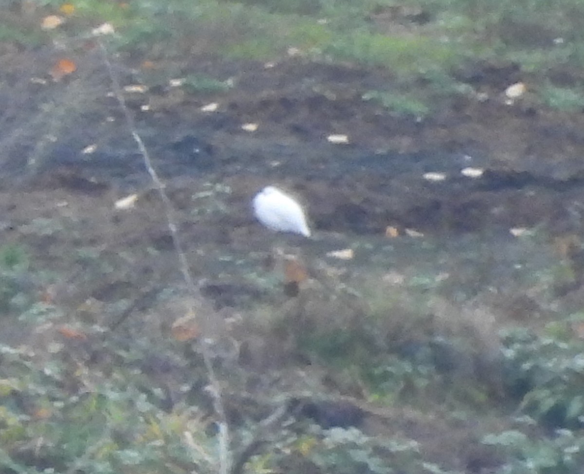 White-tailed Ptarmigan - ML645262354