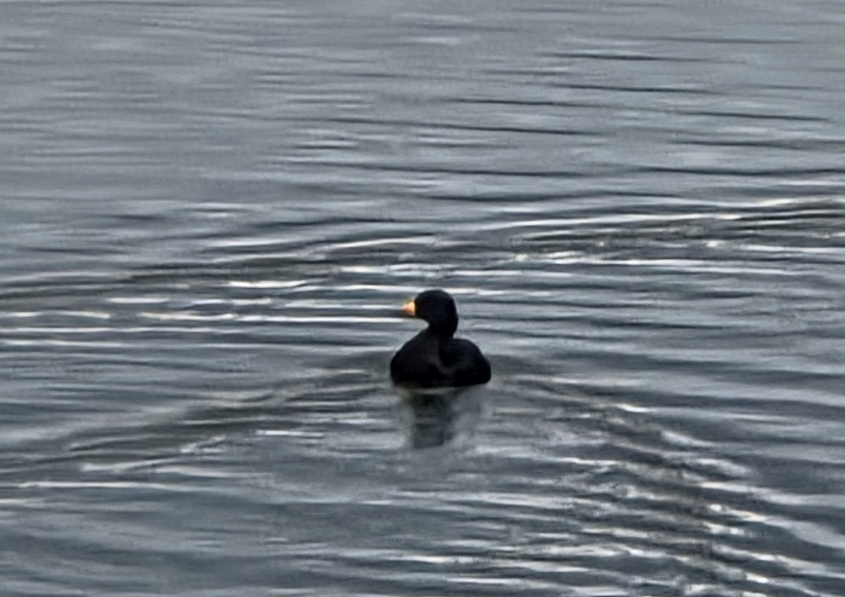 turpan žlutozobý - ML645262408