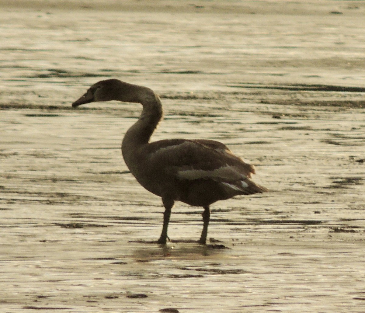 Mute Swan - ML645262434