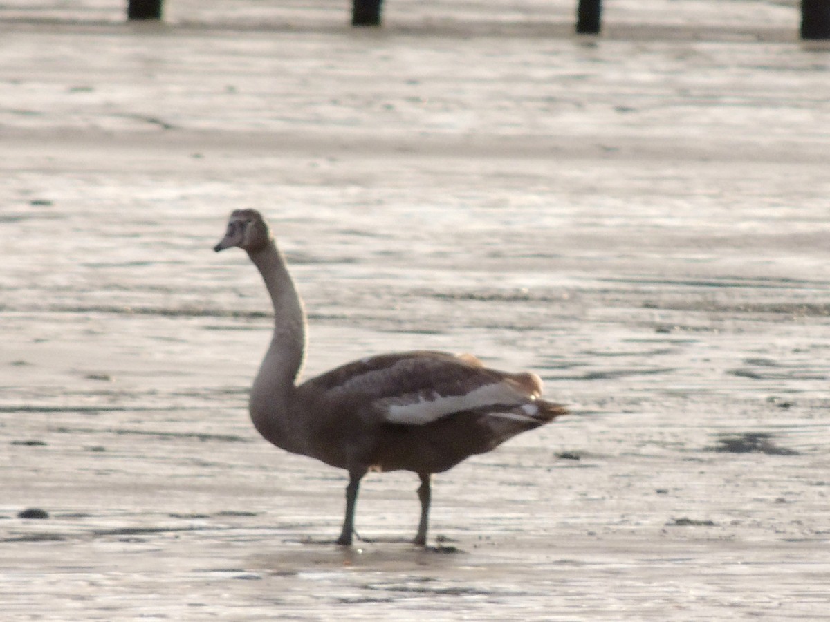 Mute Swan - ML645262435