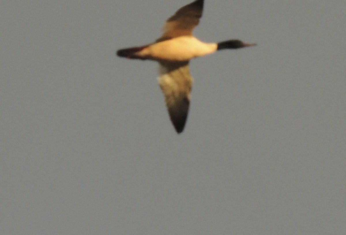 Common Merganser - ML645262440