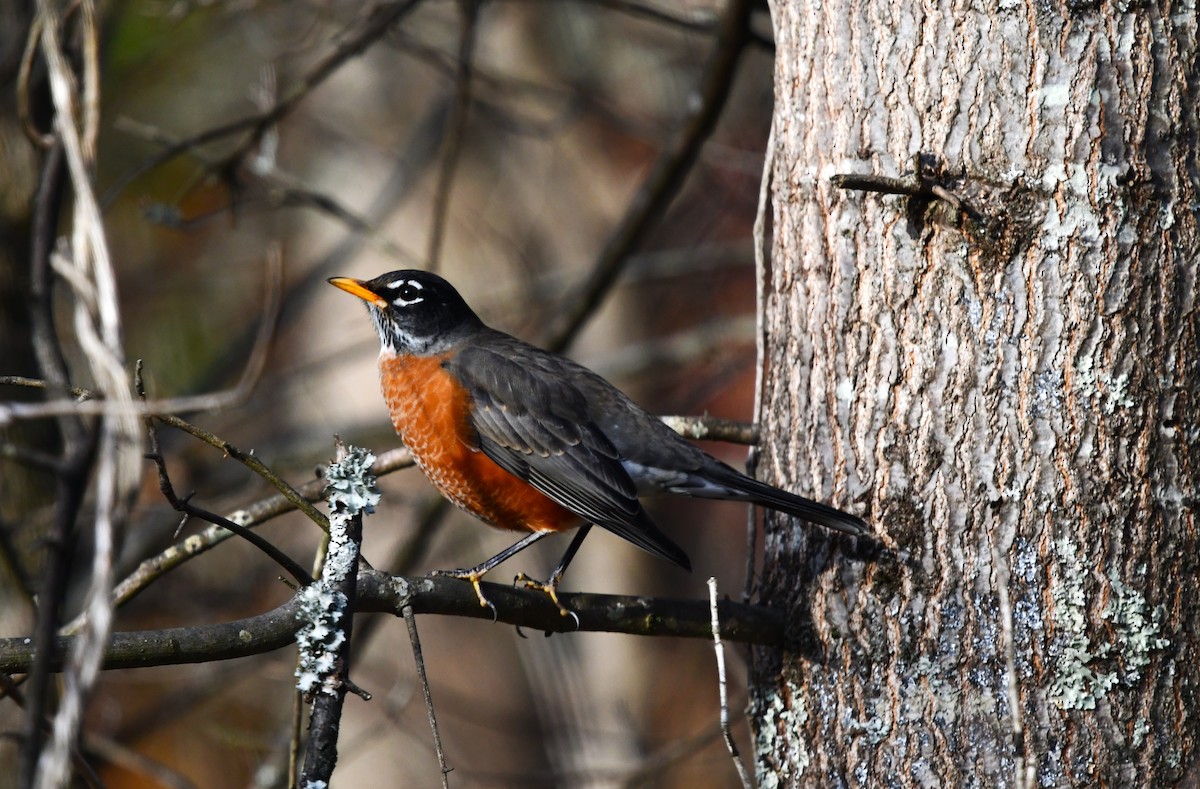 American Robin - ML645262445