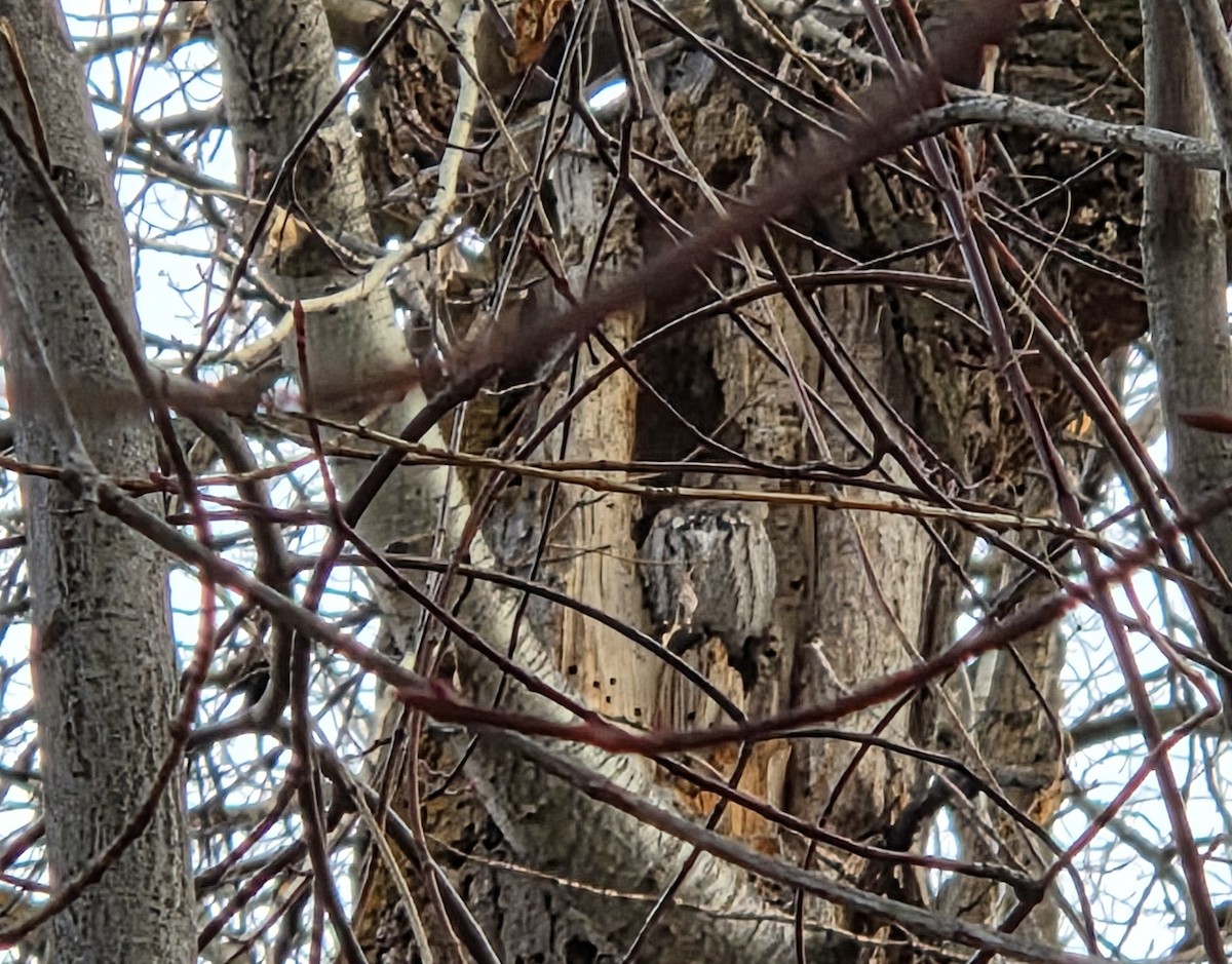 výreček západní - ML645262446