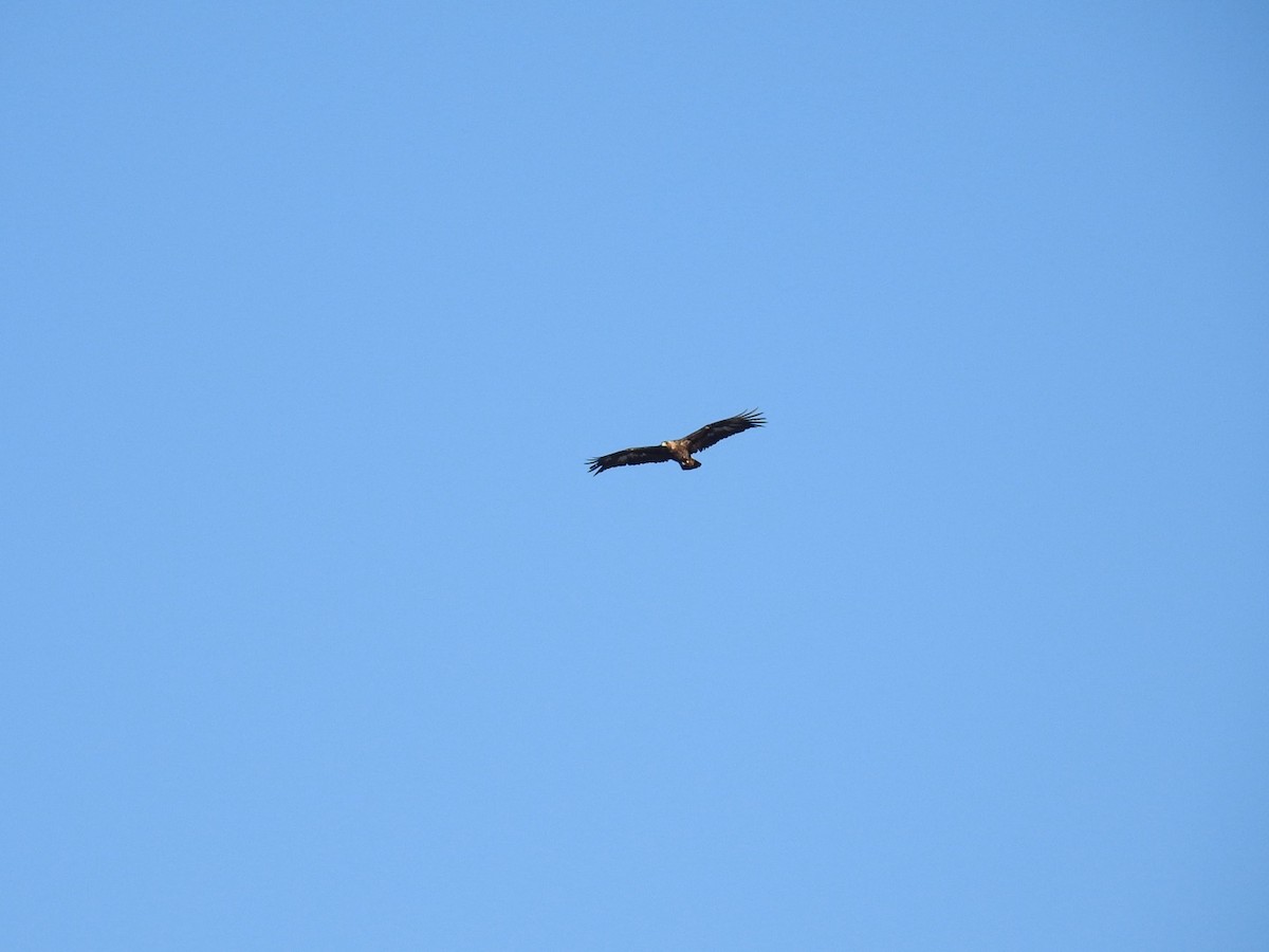 Golden Eagle - ML645262448