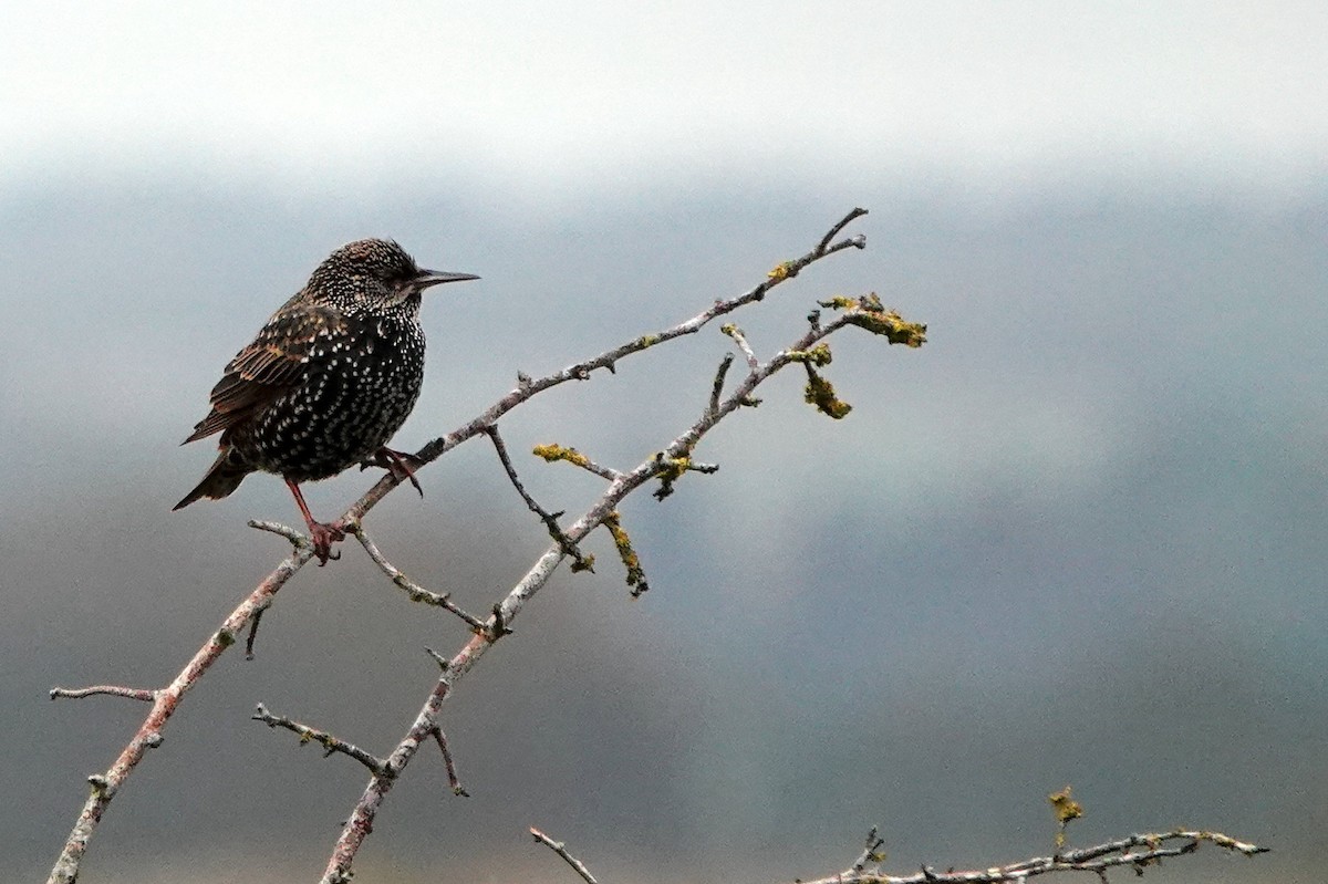 European Starling - ML645262453