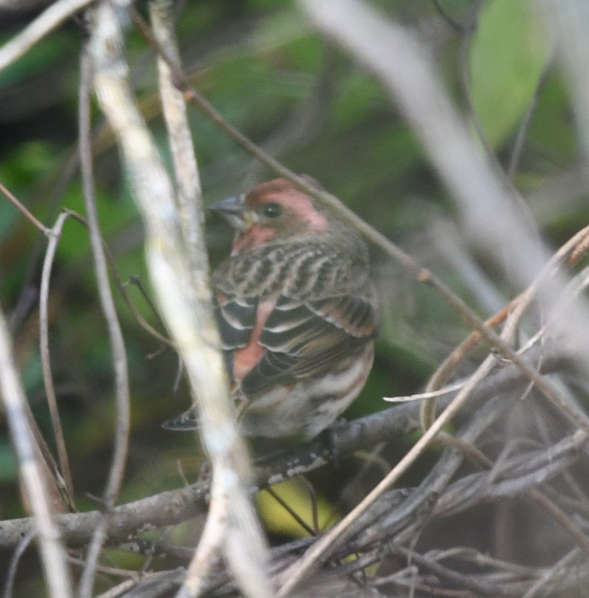 Чечевиця кармінова - ML645262456