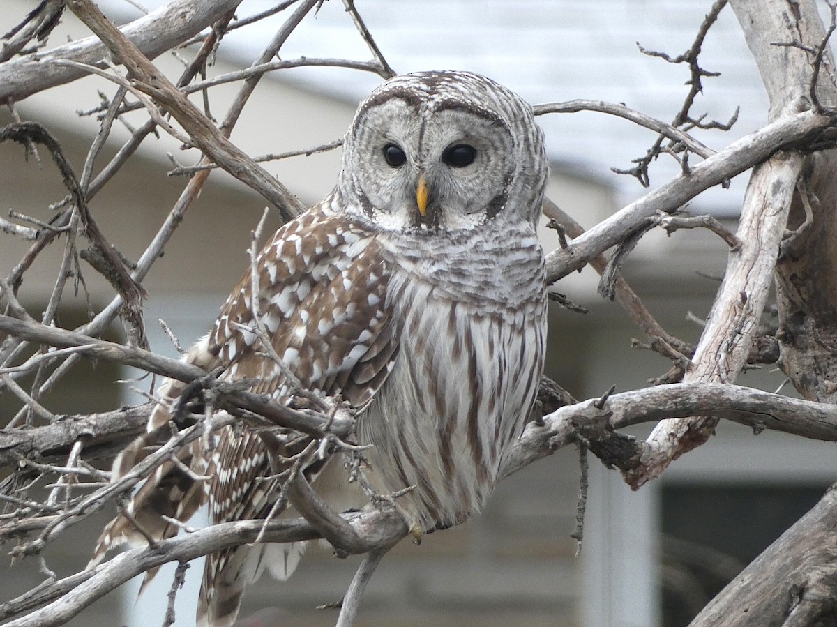 Barred Owl - ML645262457