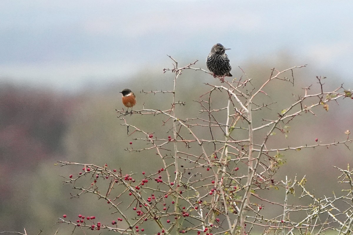 European Starling - ML645262458