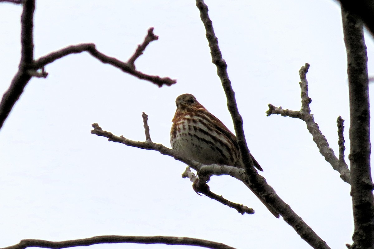 Fox Sparrow - ML645262473