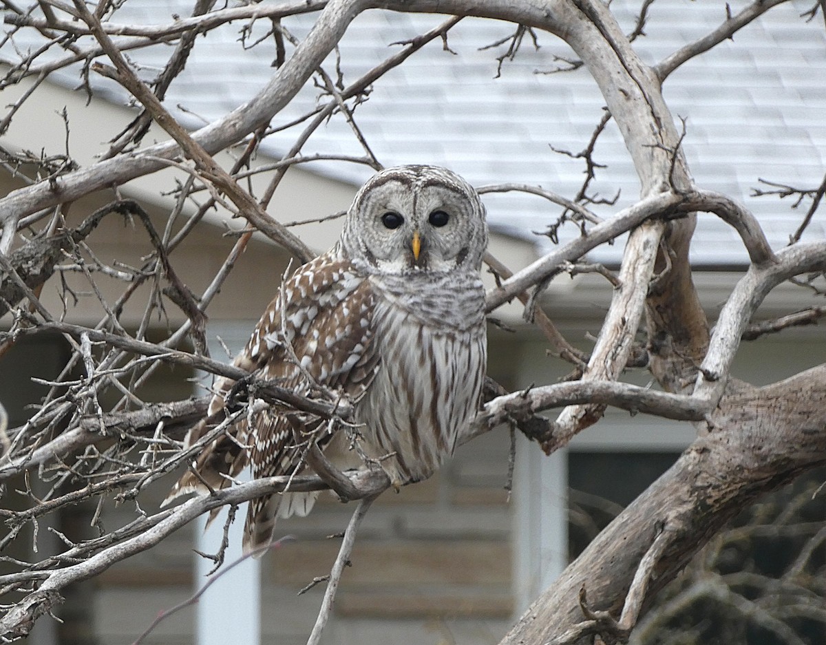 Barred Owl - ML645262479