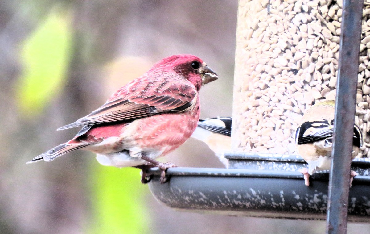 Чечевиця кармінова - ML645262480