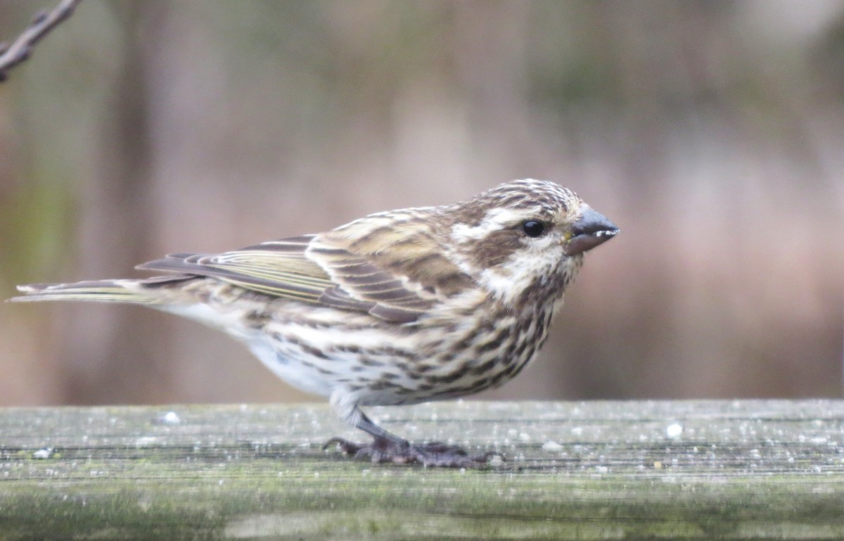 Чечевиця кармінова - ML645262481