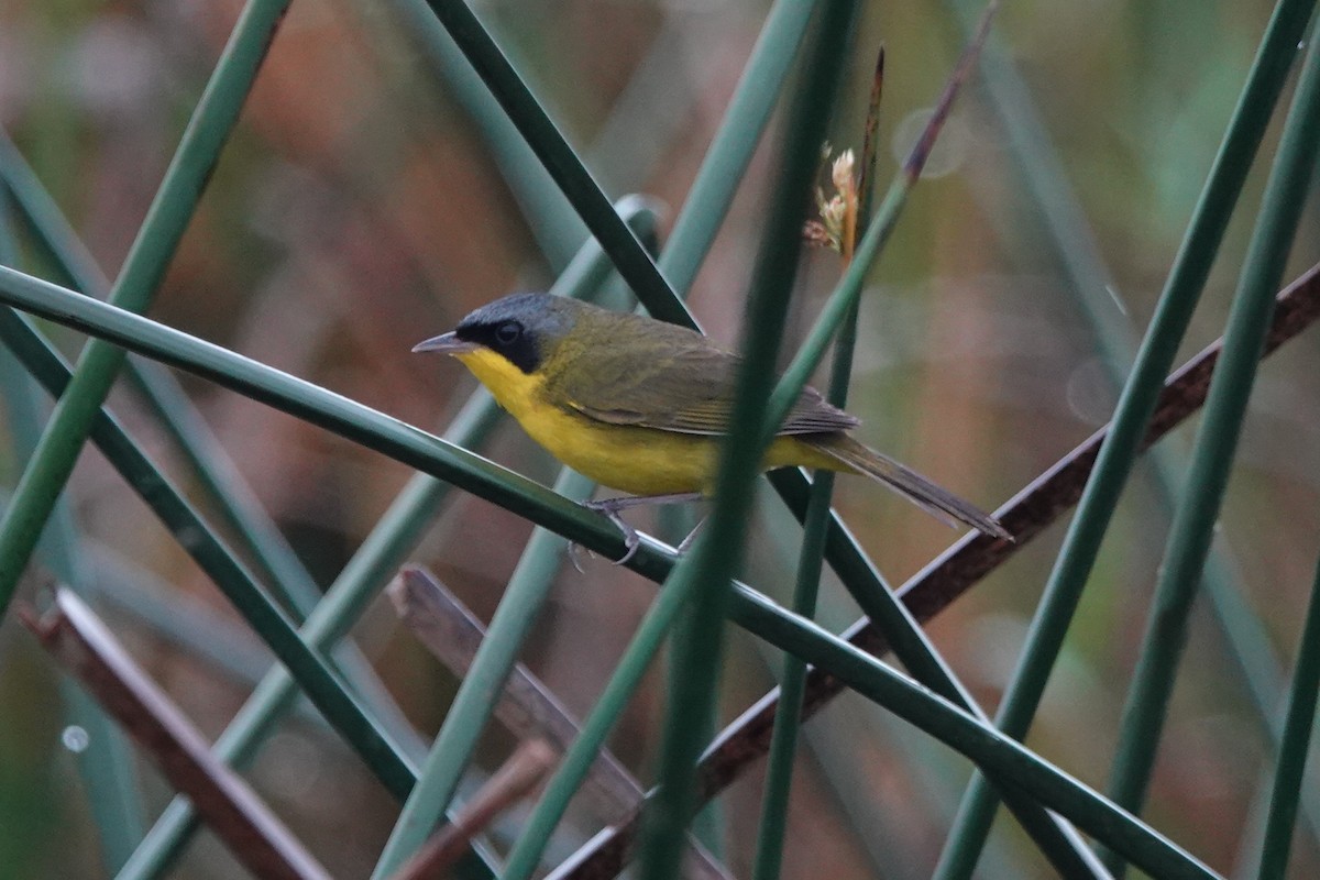 Paruline voilée - ML645262484