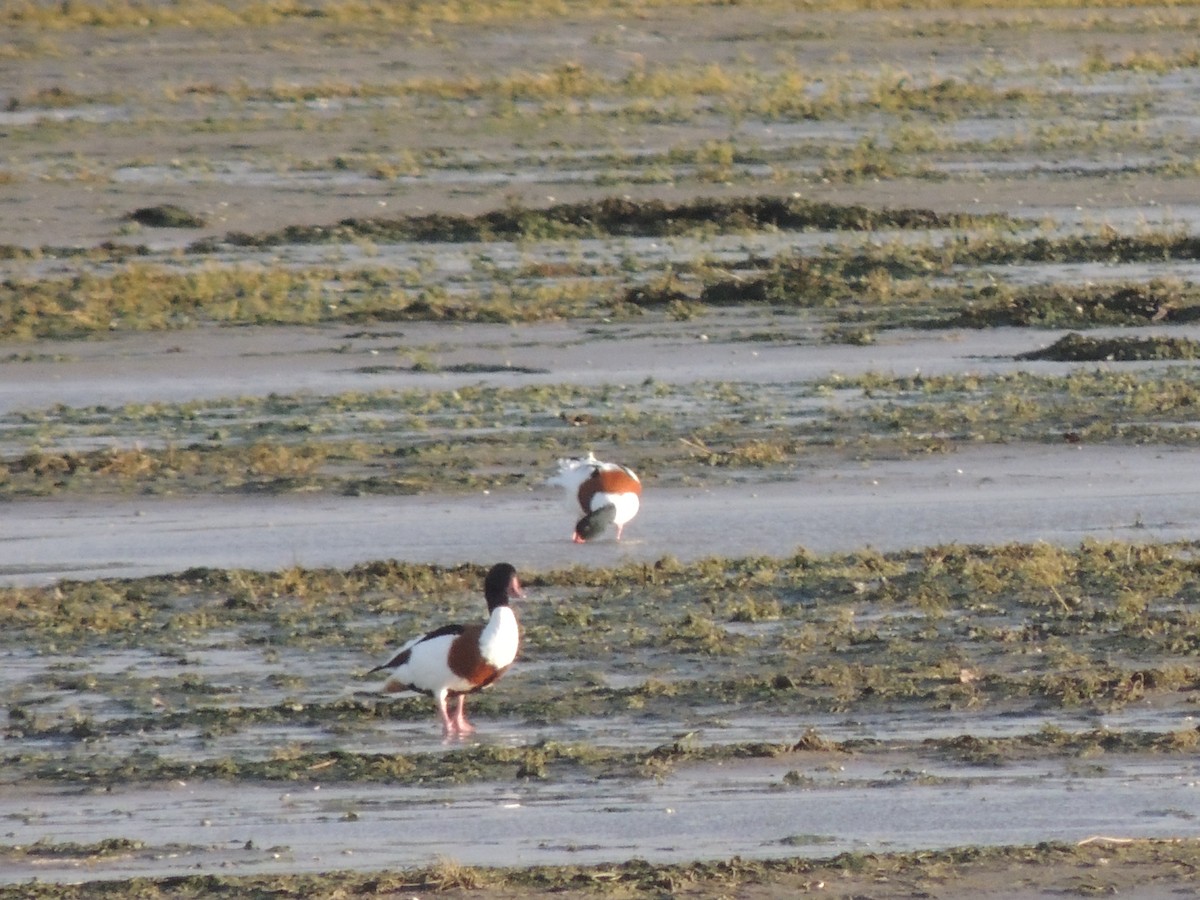 Common Shelduck - ML645262503