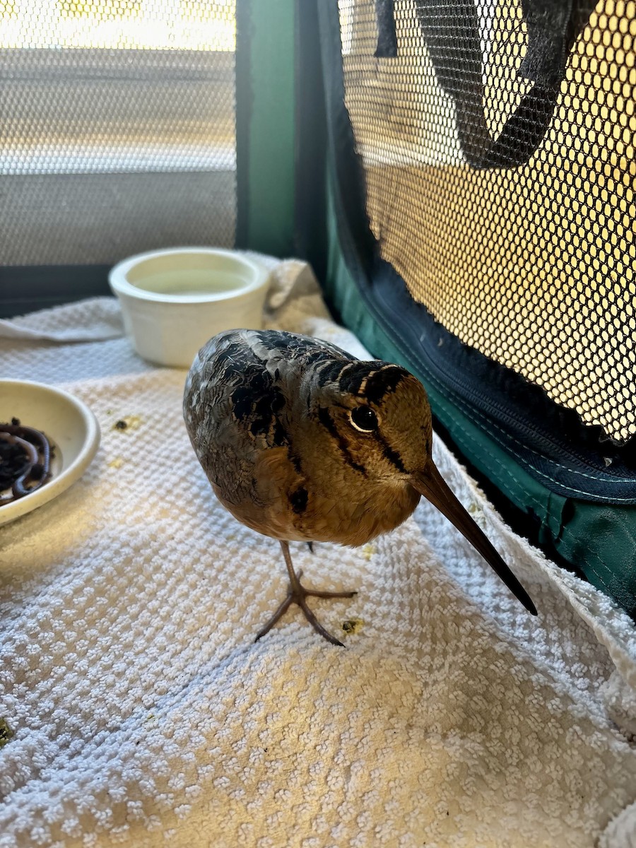 American Woodcock - ML645262513