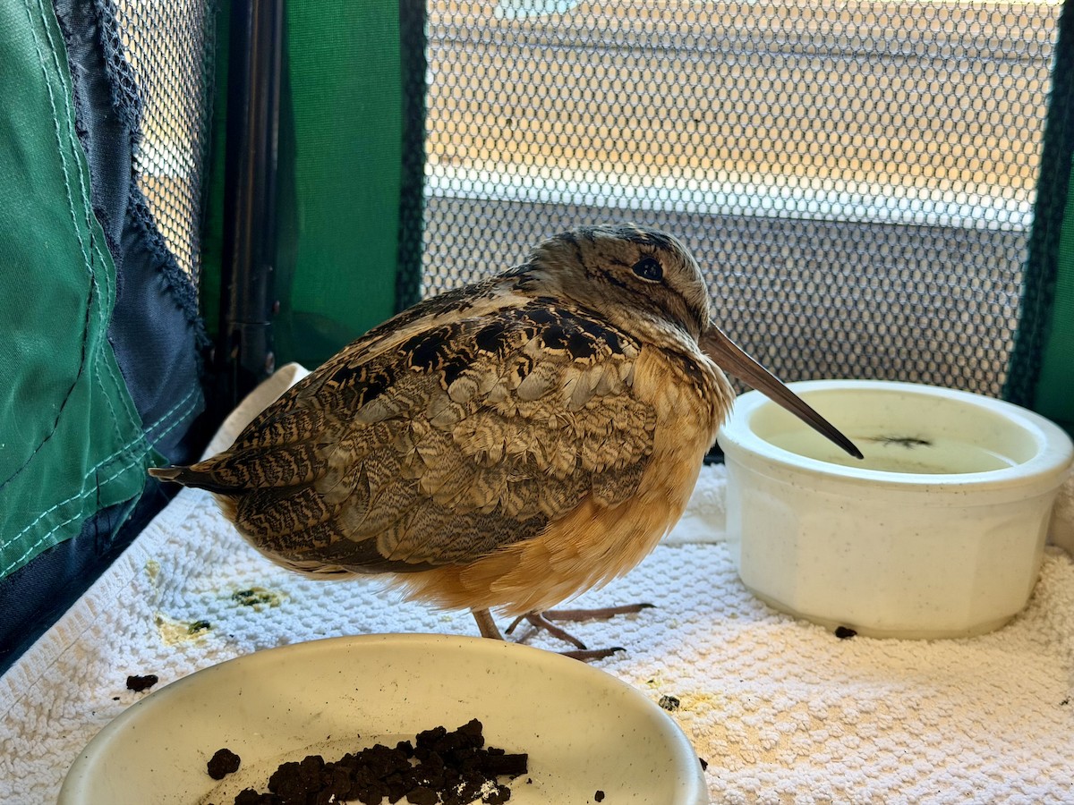 American Woodcock - ML645262514