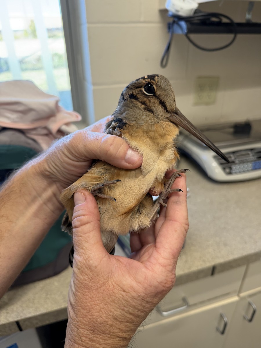 American Woodcock - ML645262515