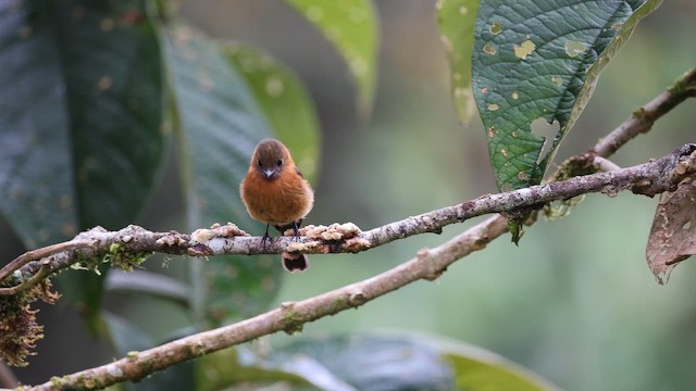 Коричневый мухолов - ML645262520