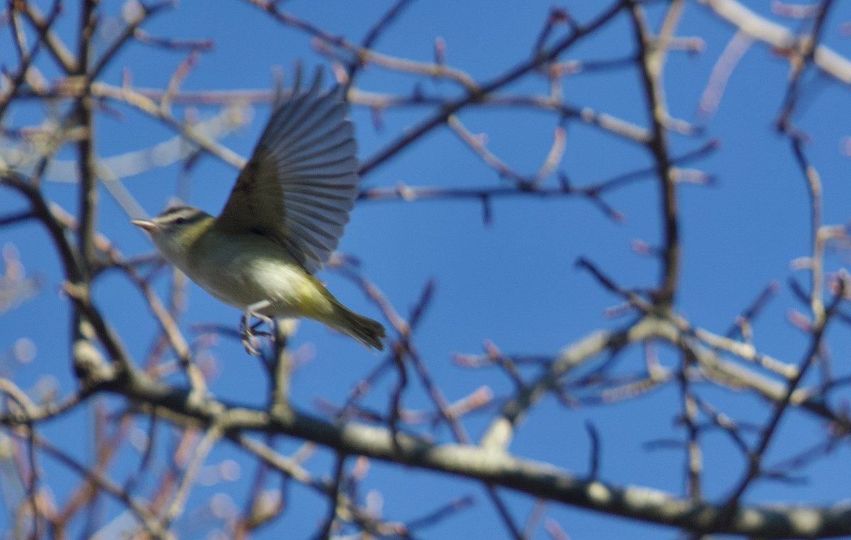 Красноглазый виреон - ML645262524