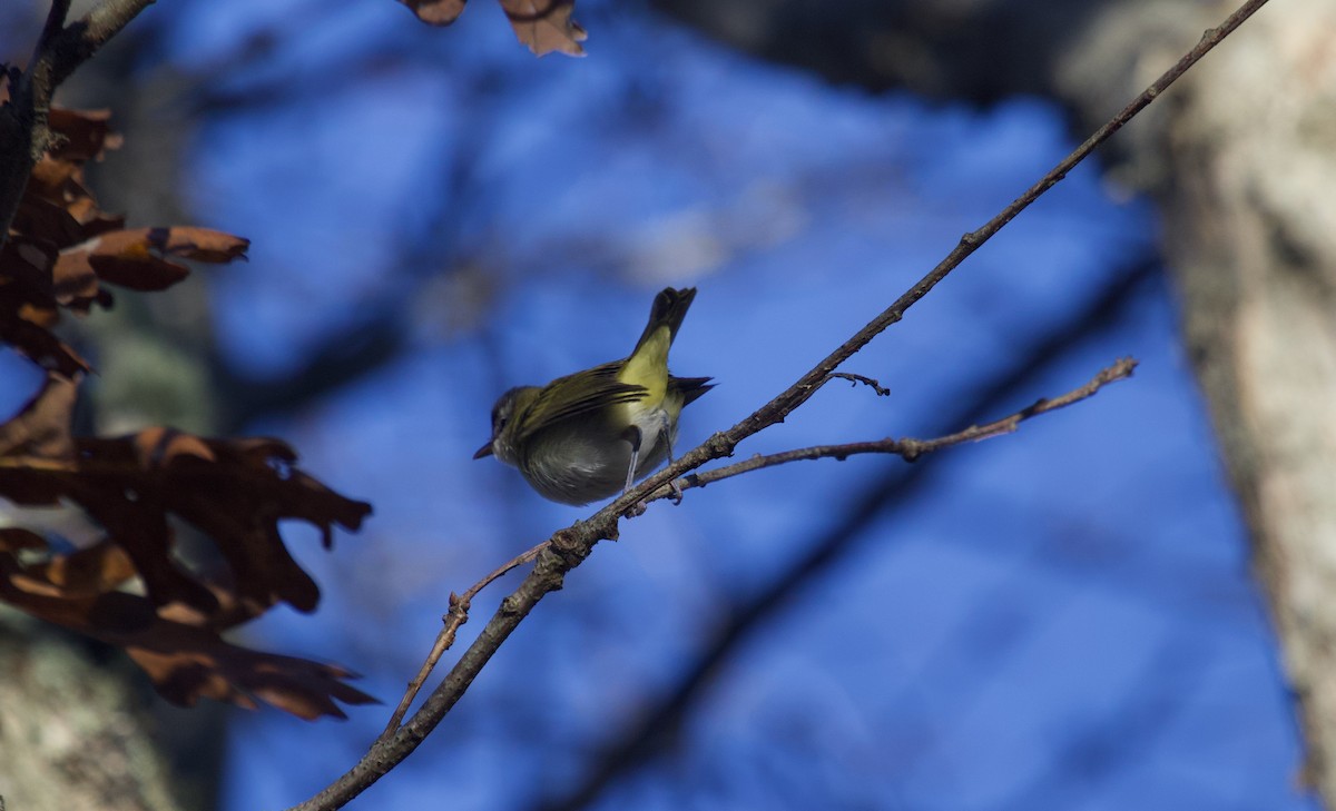 Красноглазый виреон - ML645262525