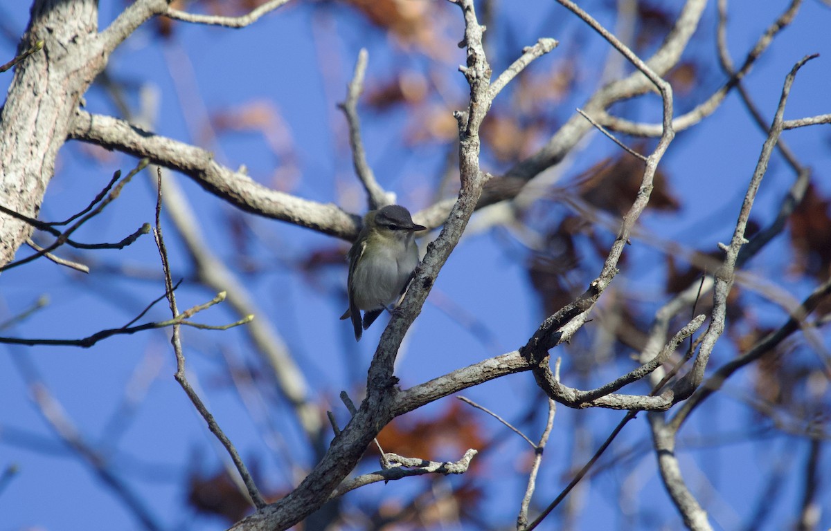 Красноглазый виреон - ML645262526