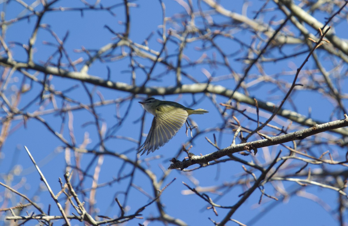 Красноглазый виреон - ML645262527