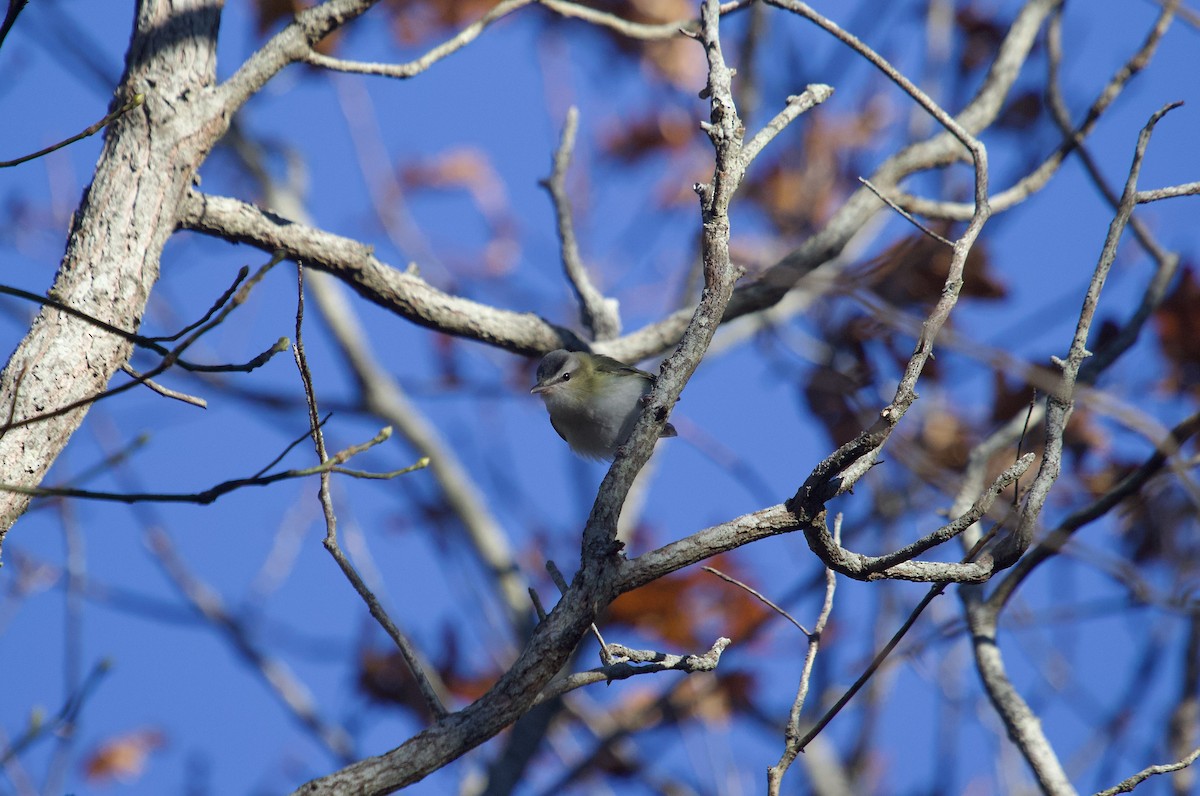 Красноглазый виреон - ML645262528