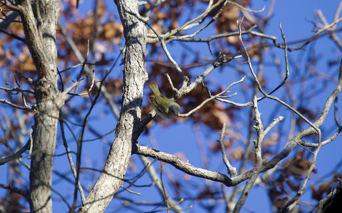 Красноглазый виреон - ML645262529