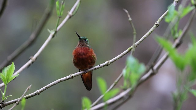 Колібрі-коронет каштановогрудий - ML645262530