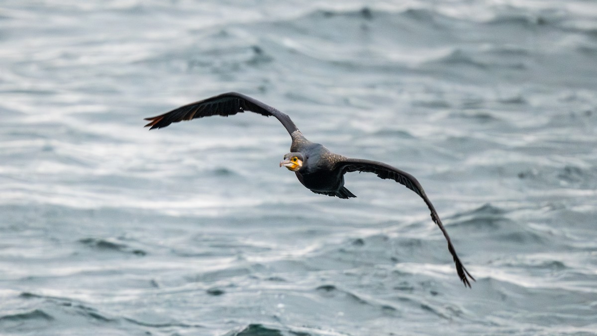 kormorán velký - ML645262533