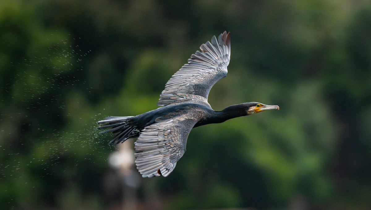 kormorán velký - ML645262534