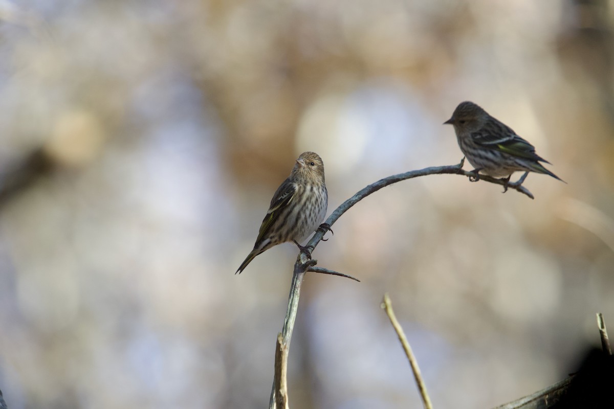 Pine Siskin - ML645262538
