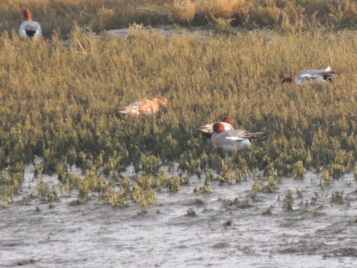Eurasian Wigeon - ML645262539