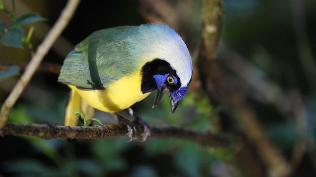 Пая зелена [група yncas] - ML645262540